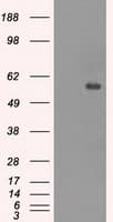 Monoclonal Mouse anti-Human CNDP1 Antibody (clone OTI2F8, IHC, WB)