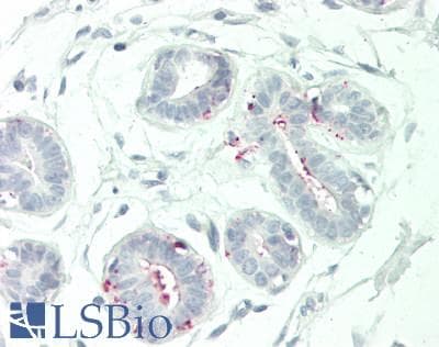 IHC-plus™ NCR3LG1 / B7H6 Antibody (aa389-415)
