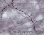 SLC17A7 / VGLUT1 Antibody (aa500-560)