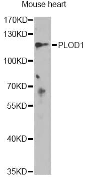 PLOD / PLOD1 Antibody