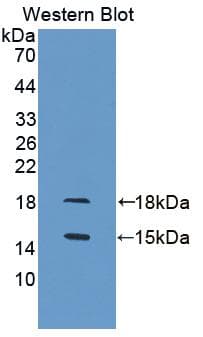 GDF3 Antibody (aa253-366)