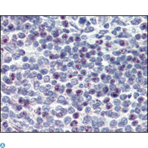 CD34 Antibody
