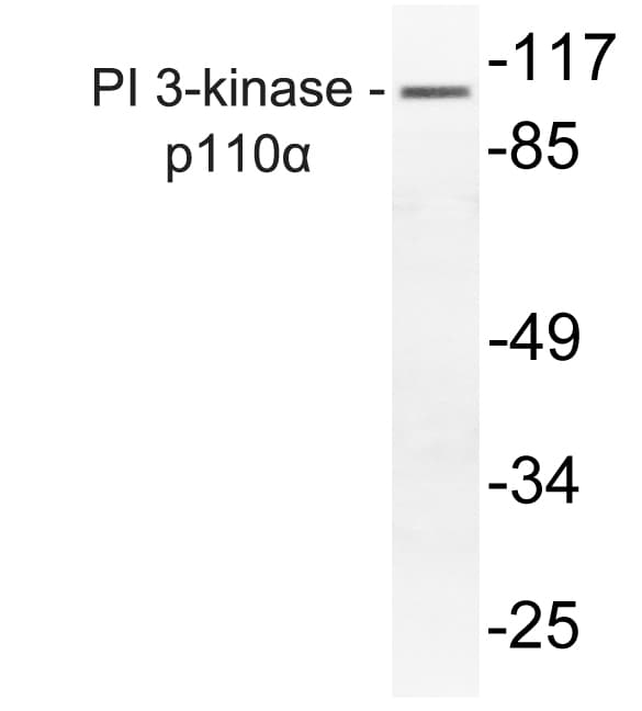 PIK3CA / PI3K Alpha Antibody (Arg519)