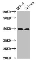 HAT1 Antibody