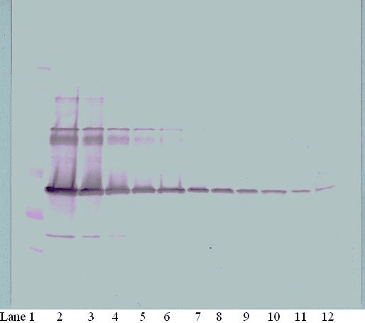 CSF1 / MCSF Antibody