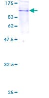 Human COPG2 Protein (Recombinant GST)