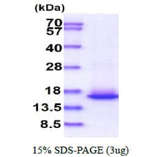Human TCEB2 / Elongin B Protein (Recombinant)