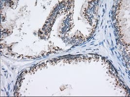 MOB1B / MOBKL1A Antibody (clone OTI3G9, Carrier-free)