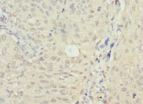 NSFL1C Antibody