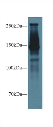 SPTAN1 / Alpha Fodrin Antibody (aa1571-1712, Cy3)