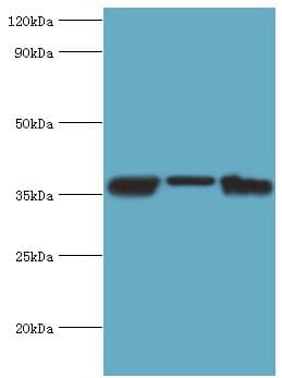 Polyclonal Rabbit anti-Human MDH / MDH2 Antibody (aa59-338, WB)