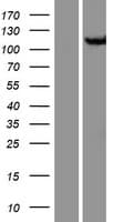CSE1L Protein (Over-Expression Lysate Myc-DDK (Flag))