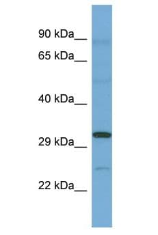 C12orf49 Antibody (aa12-61)