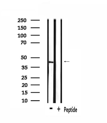 OR1L1 Antibody