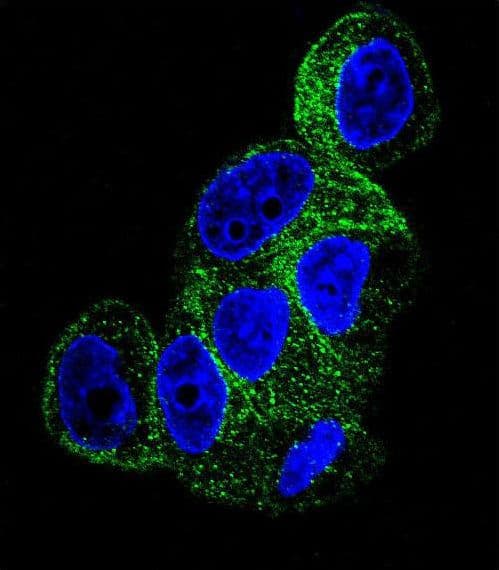 Monoclonal Mouse anti-Human TUBB1 / Tubulin Beta 1 Antibody (IHC, IF, WB)