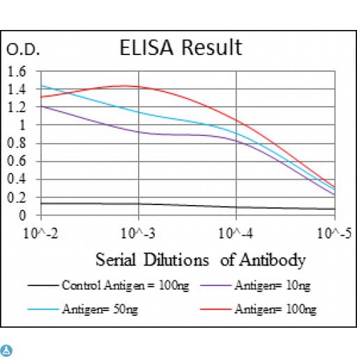 G6PD Antibody