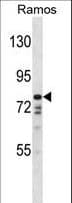 DISC1 Antibody (aa701-728)