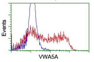 IHC-plus™ Monoclonal Mouse anti-Human VWA5A Antibody (clone 3A3, IHC, IF, WB)