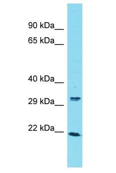 ARL13A Antibody (aa192-241)