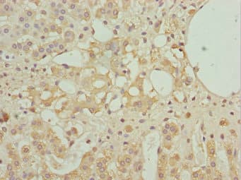 Polyclonal Rabbit anti-Human NINL Antibody (IHC)