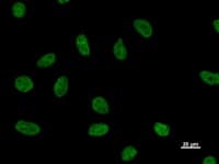 NUDT21 Antibody (clone 2203C3)
