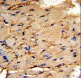PEA15 / PEA-15 Antibody (aa86-115)