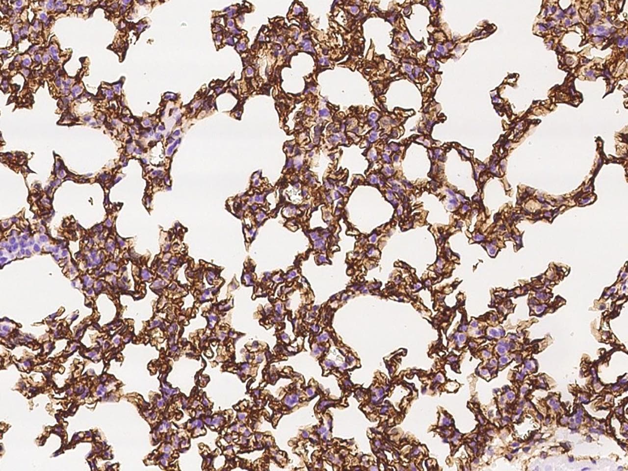ICAM-1 / CD54 Antibody (Preservative Free)