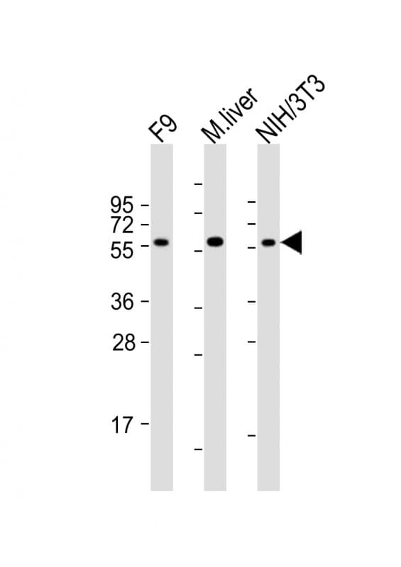 FOXH1 Antibody (aa290-322)