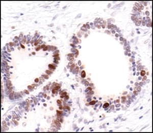 PCNA Antibody (clone PC10, DY488)