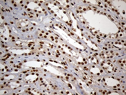 MEIS1 Antibody (aa176-390, clone OTI3G8)