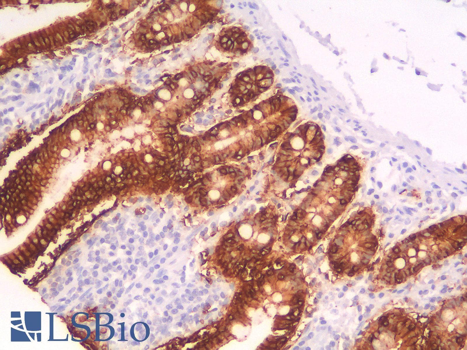 PathPlus™ EPCAM Antibody (clone EGP40/1556R)