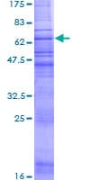 Human ACKR4 / CCRL1 / CCR11 Protein (Recombinant GST)