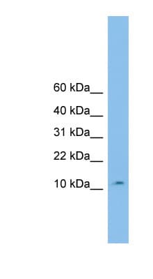 CHCHD1 Antibody (C-Terminus)