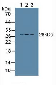 CTSS / Cathepsin S Antibody (aa115-331)