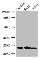 ARHGDIB / D4 GDI Antibody