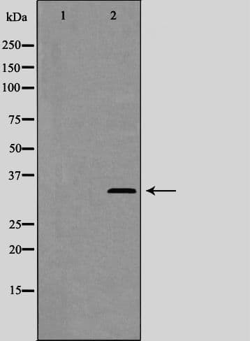 Polyclonal Rabbit anti-Human CCNC / Cyclin C Antibody (phospho-Ser275, IF, WB)