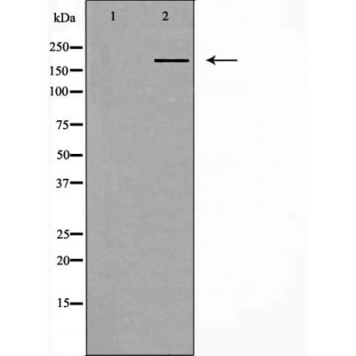Polyclonal Rabbit anti-Human IQGAP1 Antibody (IF, WB)