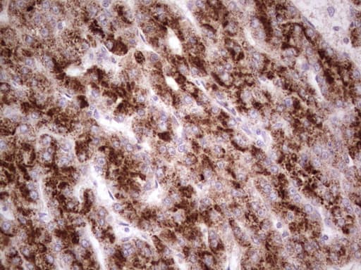 DMN / Desmuslin / Synemin Antibody (aa329-580, clone OTI7H6, Carrier-free)