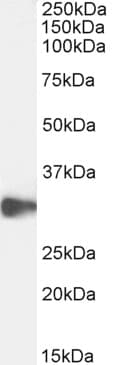 IHC-plus™ Polyclonal Goat anti-Human CLEC2D / OCIL / LLT1 Antibody (aa122-131, IHC, IF, WB)