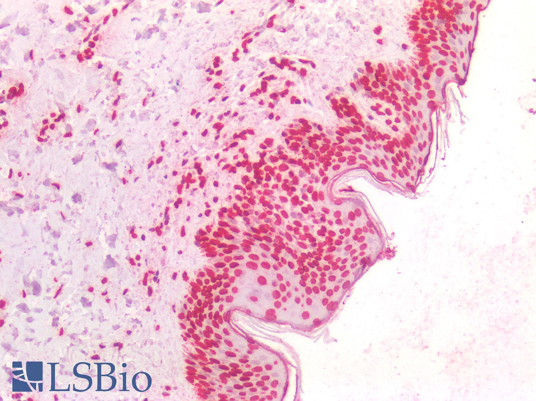PathPlus™ Monoclonal Mouse anti-Human BRCA1 Antibody (clone 8F7, aa341-748, IHC, WB)