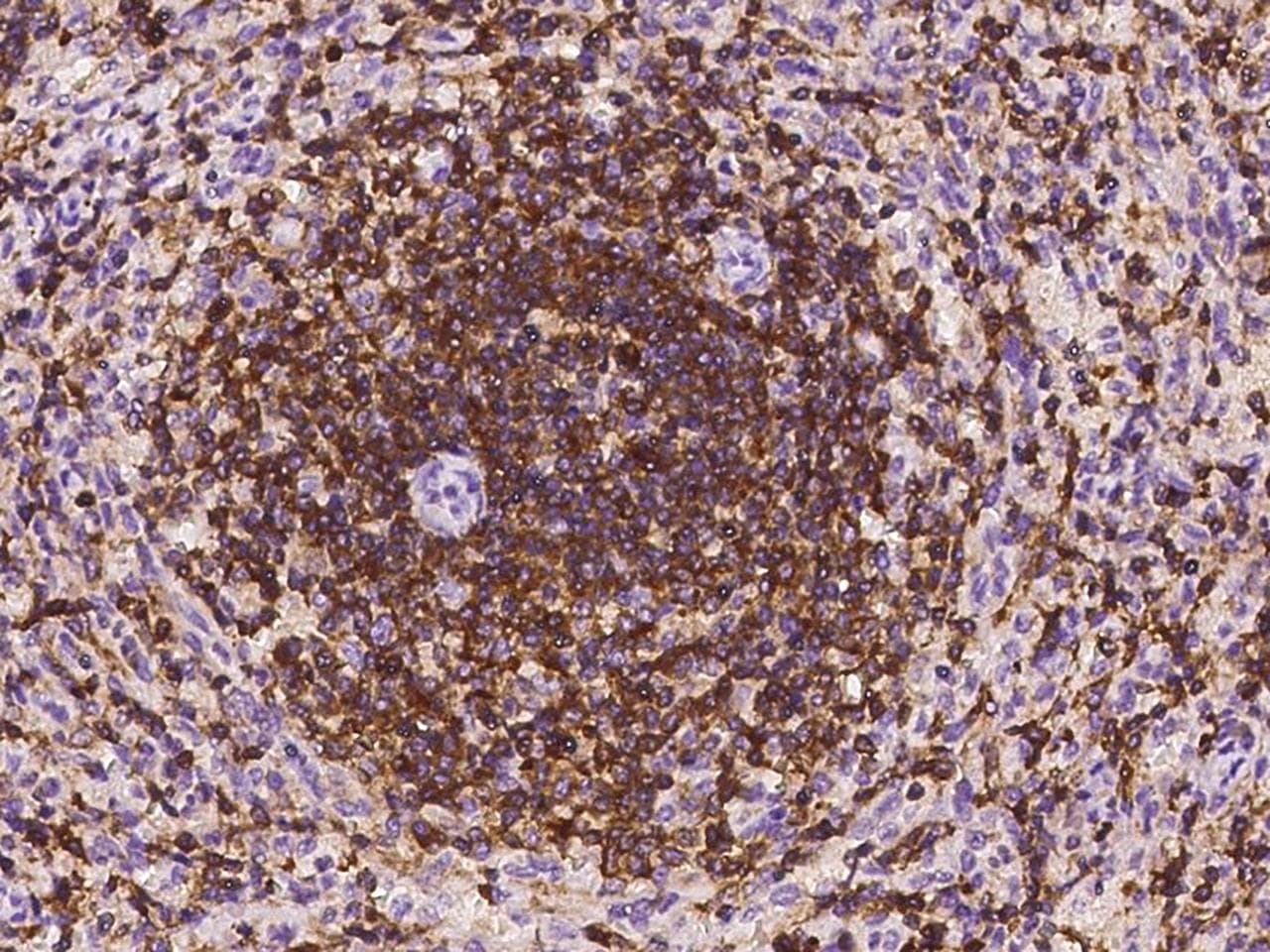 IL16 Antibody (clone 55, Preservative Free)