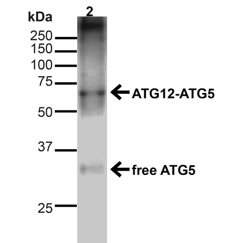 APG5 / ATG5 Antibody (APC)