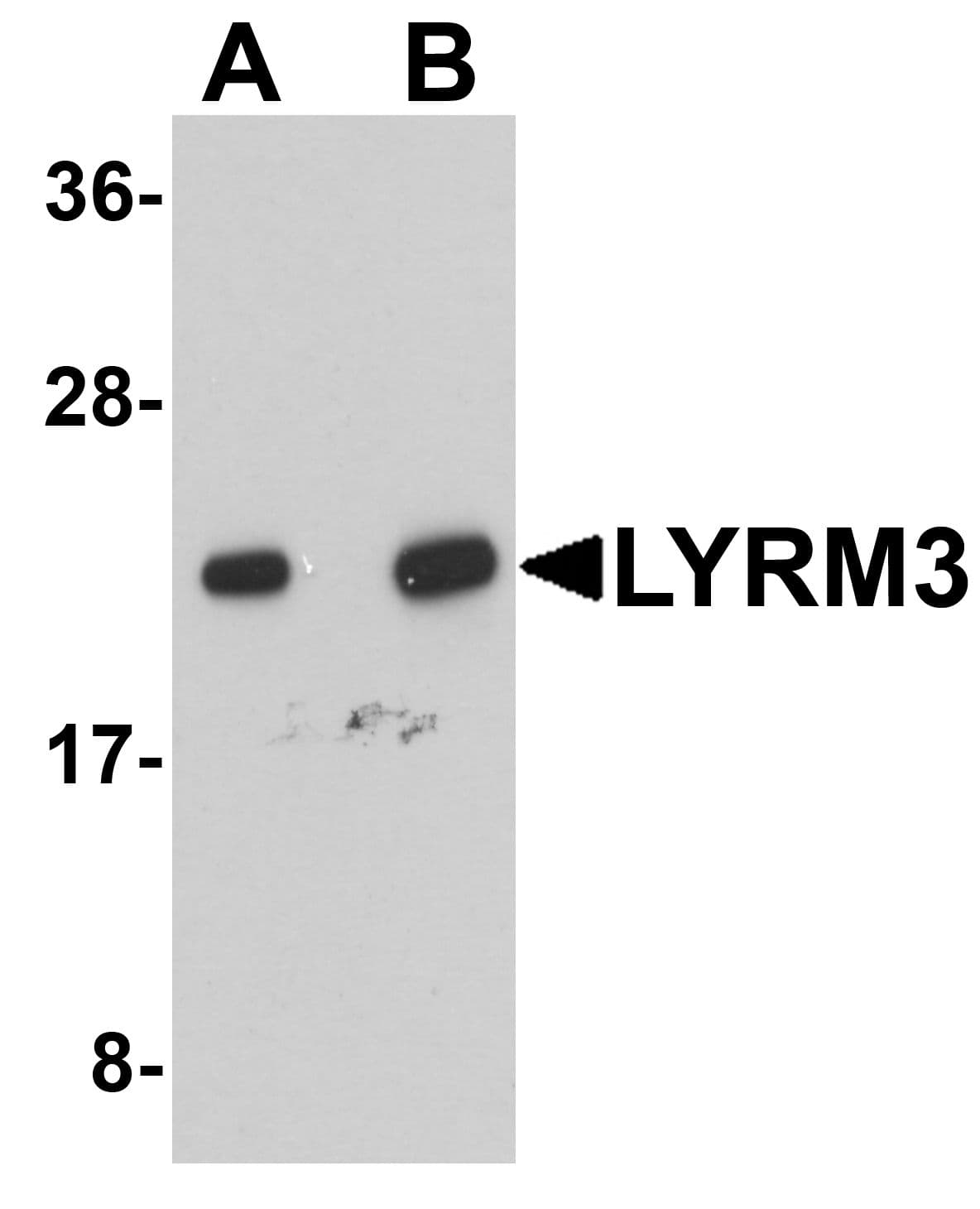 IHC-plus™ NDUFB9 Antibody