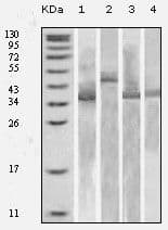 TXN / Thioredoxin / TRX Antibody (clone 1H6H6)