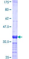 Human RNASE2 / EDN Protein (Recombinant GST, N-terminus)