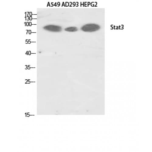 STAT3 Antibody (640-720 aa)