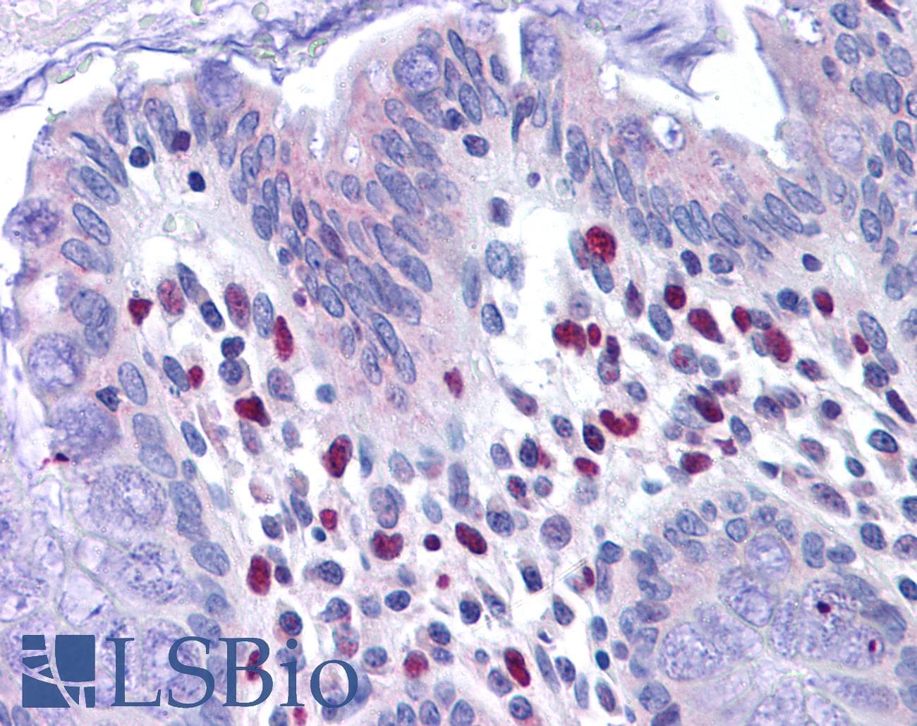 IHC-plus™ VENTX Antibody