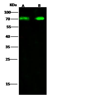 DDX5 Antibody (Preservative Free)