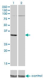 PRPS2 Antibody (clone 4C1)