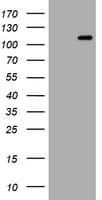 EDAG / HEMGN Antibody (aa260-484, clone OTI2D7)